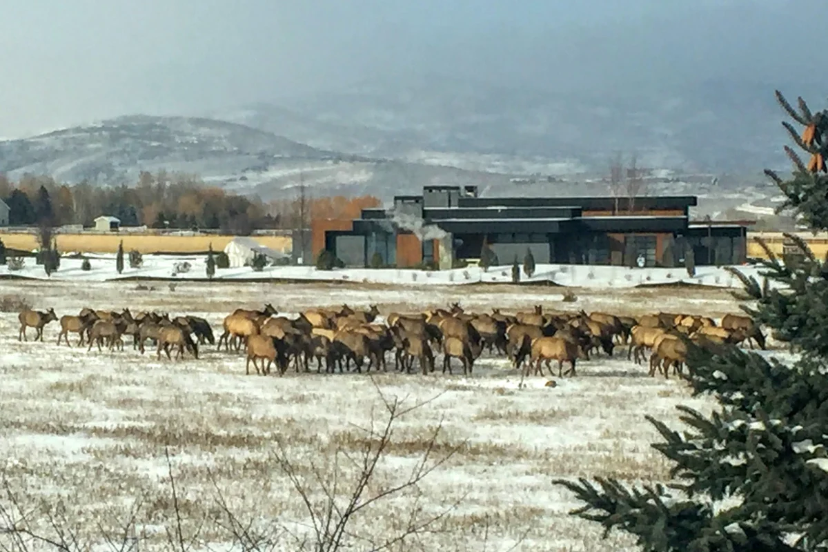 Herd of elk grazing on open pasture along Old Ranch Road in Park City Utah with custom contemporary home and Wasatch mountain backdrop