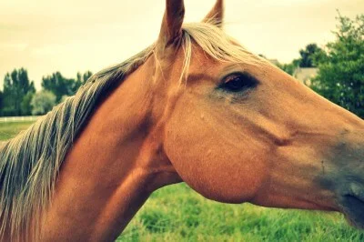 Horse on pasture representing Park City, Utah equestrian properties for sale with land and luxury homes