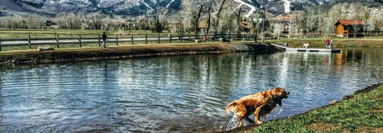 Park City Condos that Allow Pets